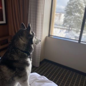 Meet your Posher, Justin